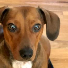 Dachshunds from Haupt Dachshunds