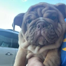 Lizzie - Fawn and white female Bulldog puppy in Rome, Georgia from English Bulldogs of the Seven Hills