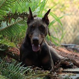 Bam Bam - Doberman Pinscher