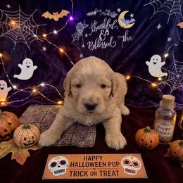 Larch - Cream male Goldendoodle puppy in Indiana, Pennsylvania from Kathy's Doodles