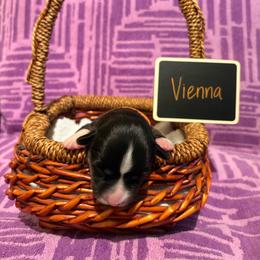Vienna (Orange Collar) - Black and white female Cardigan Welsh Corgi puppy in Greensboro, North Carolina from Wynnewood Kennels