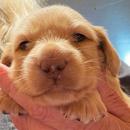 San - Cream male Dachshund puppy in Edinburg, Virginia from Hunter Lane Dachshunds