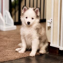 Nyx - Wolf sable female Pomsky puppy in Lincoln, Nebraska from Blue Heaven Pomsky