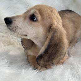 Orion - Cream male Dachshund puppy in Sumrall, Mississippi from Huckleberry Tails