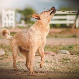 Aes Sedai (AKC) Co-own - Red speckled female Australian Cattle Dog puppy in Marana, Arizona from Impact 3rd Australian Cattle Dogs