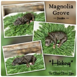 Hickory - Grey Collar - male Australian Mountain Doodle puppy in Oxford, Alabama from Magnolia Grove Doodles