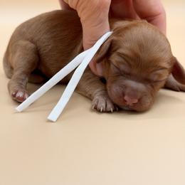 White - Red female Australian Labradoodle puppy in Sacramento, California from Adorable Labradoodle