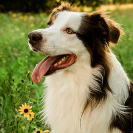Kygo - Australian Shepherd