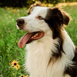 Kygo - Australian Shepherd