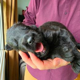Coltrane (Tribute) - Black male German Shepherd puppy in Columbus, Indiana from Stony Lonesome GSD