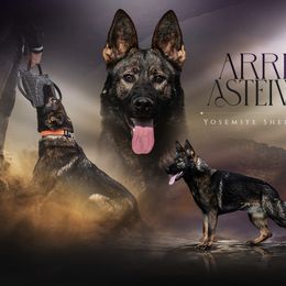 Arria - German Shepherd