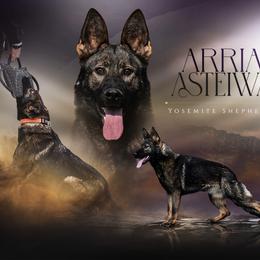 Arria - German Shepherd