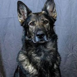 German Shepherds from von die Schlangengrube