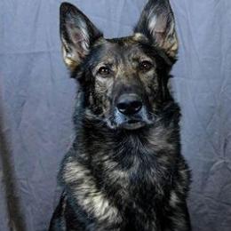 German Shepherds from von die Schlangengrube