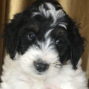 Goldendoodles and Irish Doodles from PollyWally Doodle