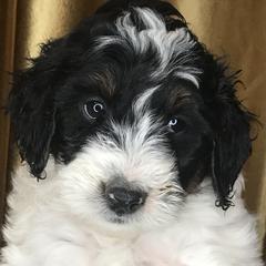 Goldendoodles and Irish Doodles from PollyWally Doodle