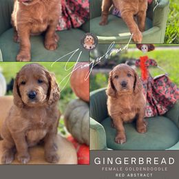 Goldendoodle Puppies from Teddy Grace Doodles