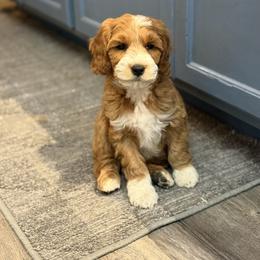 Goldendoodle puppies from High Desert Doodles - the original