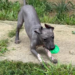 Winnie - Black tan and white female American Hairless Terrier puppy in Buckingham, Illinois from Gaus Hof