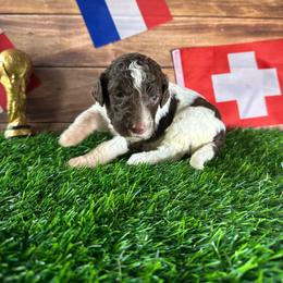 Switzerland - Parti female Labradoodle puppy in Kingston, Georgia from CC Familydoodles