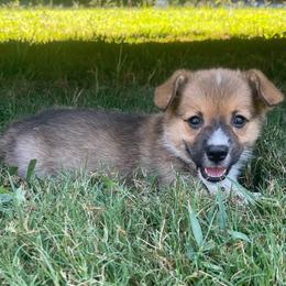 White boy - Red male Pembroke Welsh Corgi puppy in Adairsville, Georgia from R&R Corgis