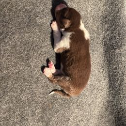 Red tri girl - Red tri-color female Australian Shepherd puppy in Lancaster, California from Leyline Australian Shepherds