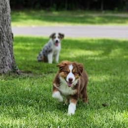 Australian Shepherd Puppies from Out of the Blue Aussies