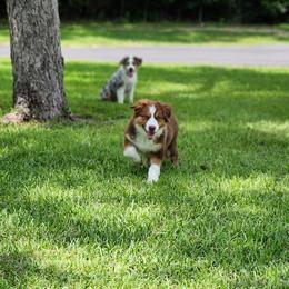 Australian Shepherd Puppies from Out of the Blue Aussies