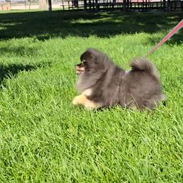 Pomeranian puppies from Pommies of LA