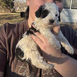 Nessa - Black and white female Aussiedoodle puppy in Hopkins, Missouri from Mowry Creek Mini Aussiedoodles and More
