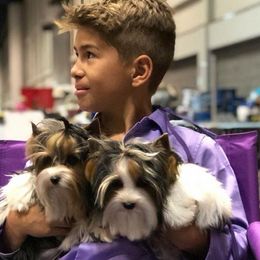 Biewer Terriers from Rocky Mountain Biewer Terriers