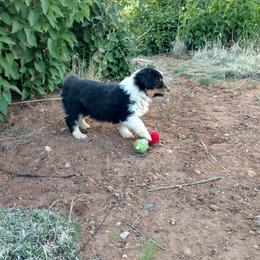 Miniature Australian Shepherd and Toy Australian Shepherd Puppies from Halfpint Aussies
