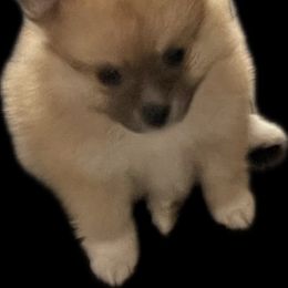 Pomeranian Puppies from ARC Kennels