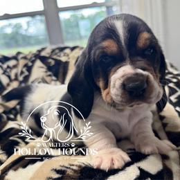 Faye - Black white and brown female Basset Hound puppy in Richmond, Kentucky from Walters Hollow Hounds