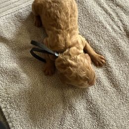Tundra - Red  male Poodle puppy in Mount Vernon, Illinois from AMC Poodles