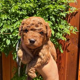 Blue - Red  male Poodle puppy in Modesto, California from Oso’s Red Toy, Mini, & Standard Poodles