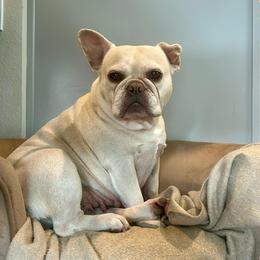 Maple - Cream female French Bulldog puppy in Clermont, Florida from Nala’s Nest