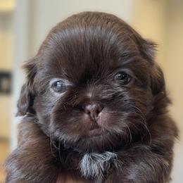 Shih Tzus from Boodaboo Shih Tzu’s