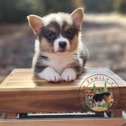 Binx - Gray and white male American Corgi puppy in Cameron, North Carolina from Butts Family Corgis