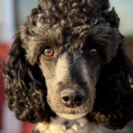 Poodles from Fuzzybottoms Ranch LLC