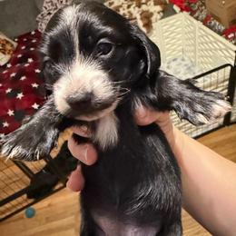 Hestia Full AKC Female 1 - Black female Dachshund puppy in Erie, Michigan from Champagne’s Grinch Toe’d Dachshunds