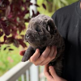 Stormy Ash - Blue female Chinese Shar-Pei puppy in Auburn, Kansas from Justin's Chinese Shar-Pei