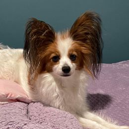 Pipari - Papillon