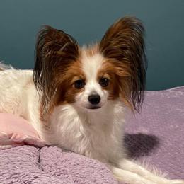 Pipari - Papillon
