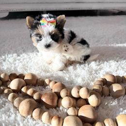 Mimi mini love - Black tan and white female Biewer Terrier puppy in North Chelmsford, Massachusetts from Coastal Yorkshire Terrier Yorkies & Biewer Terriers
