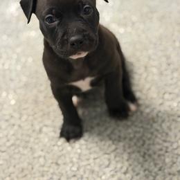 Orange collar Female - Black female American Pit Bull Terrier puppy in Pensacola, Florida from Alpha Alliance Kennels