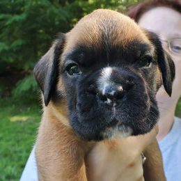 Boxer Puppies from VLH BOXERS
