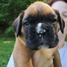 Boxer Puppies from VLH BOXERS