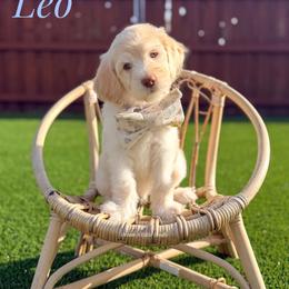 Leo - Cream male Goldendoodle puppy in Dallas County, Texas from Dream A Little Doodle