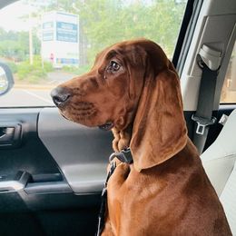 Redbone Coonhound Puppies from Reedy Creek Redbones